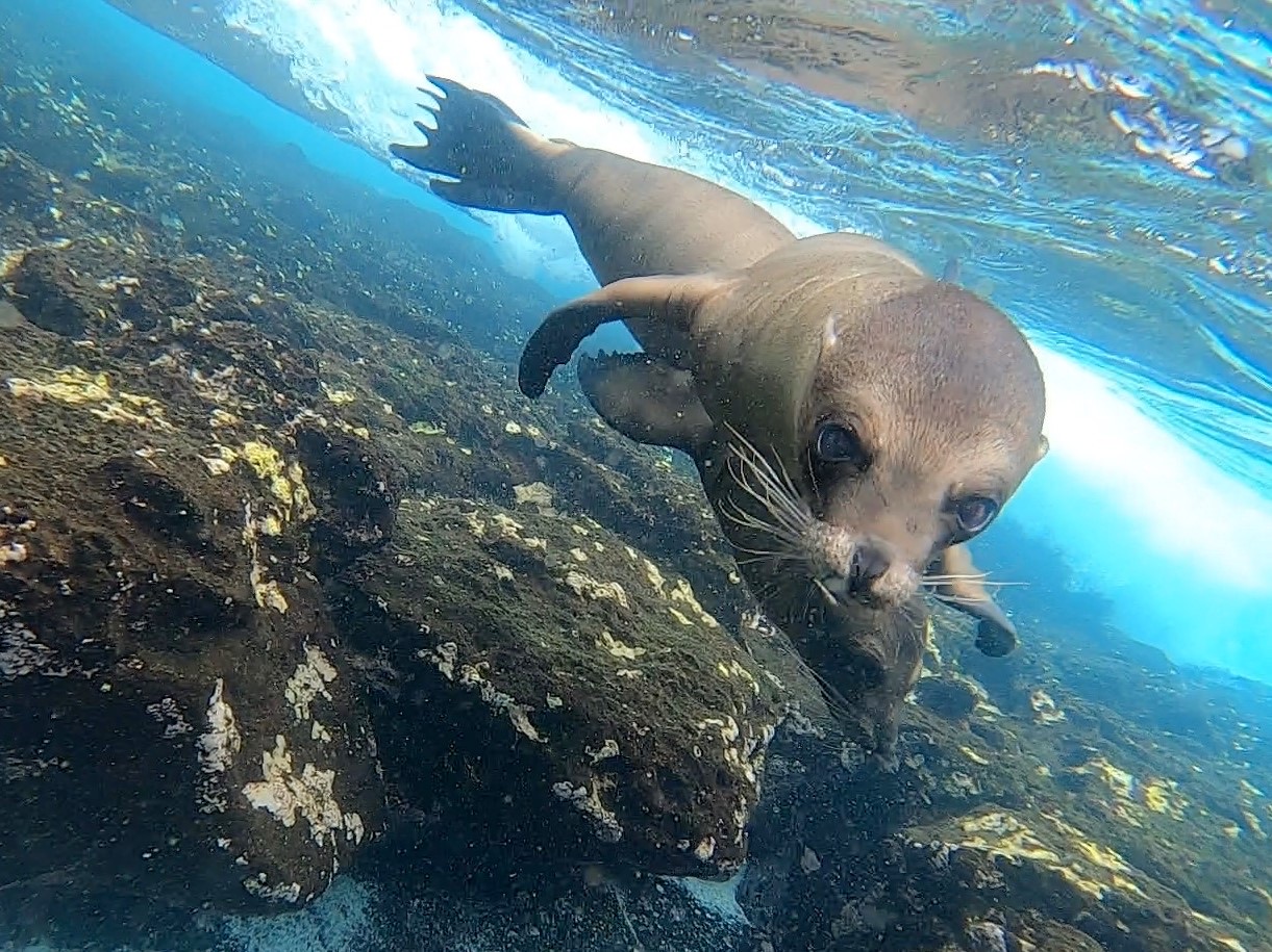Sea lions swimming underwater in the Galápagos
