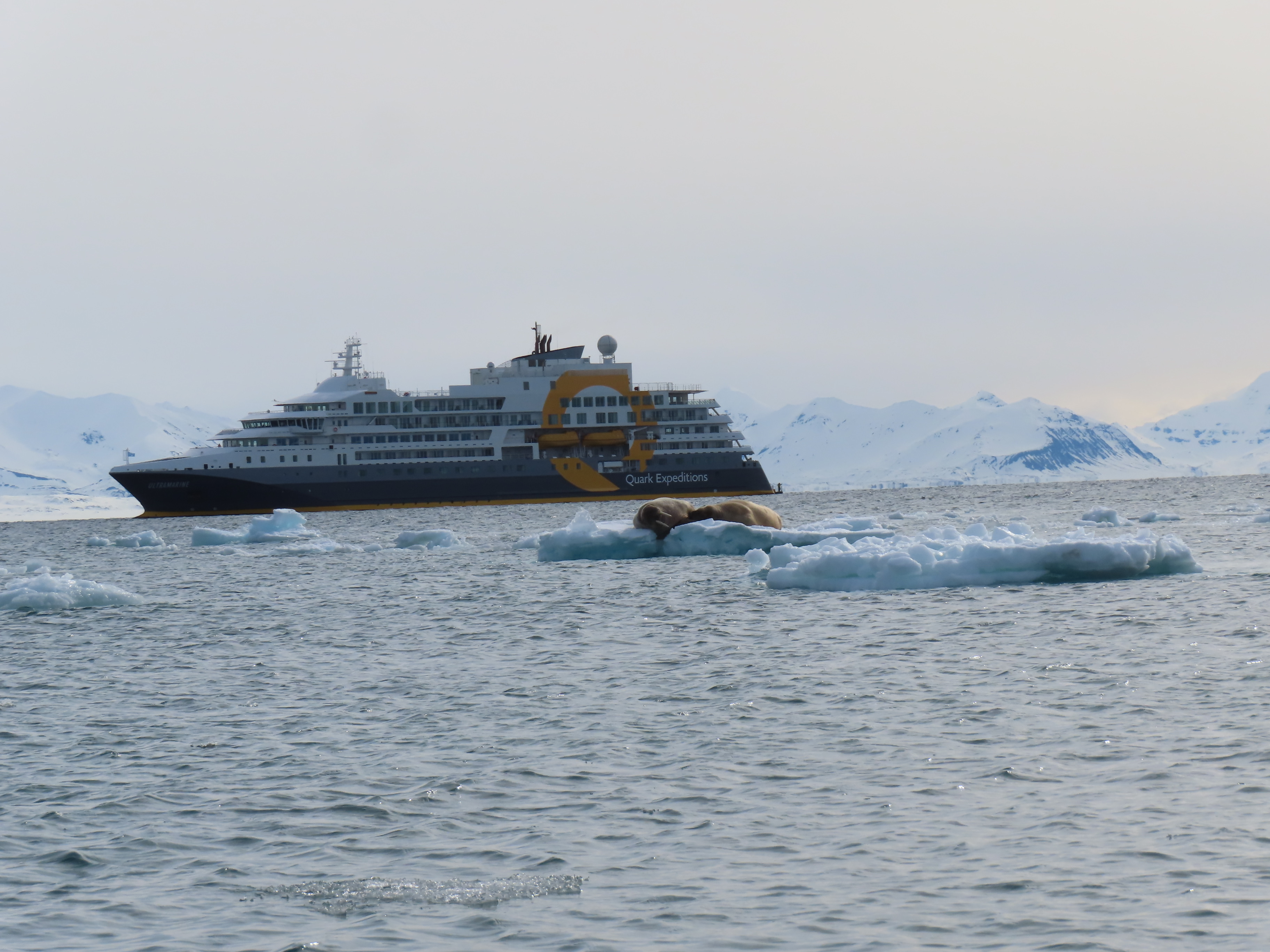 Walruses resting near an expedition ship in Svalbard