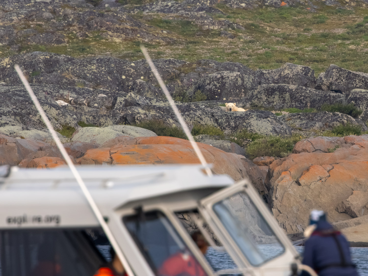 A polar bear as seen from our beluga boat tour