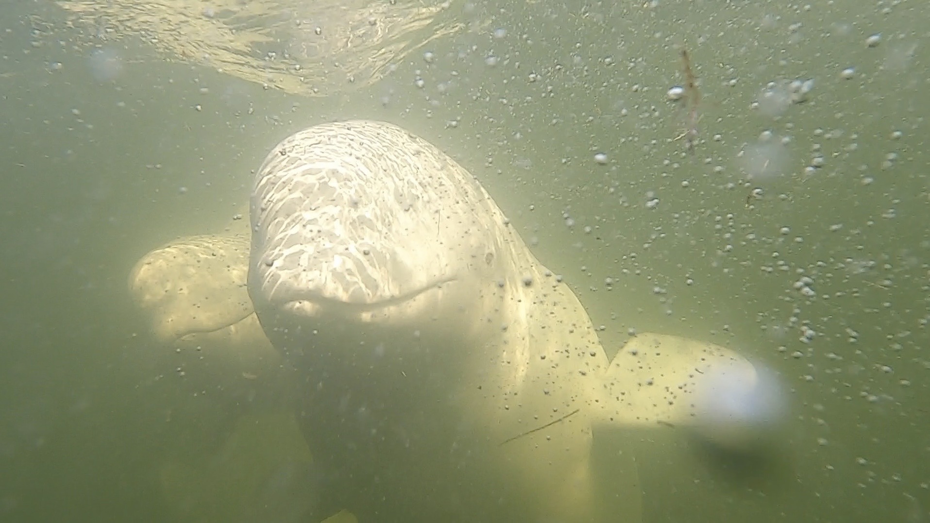 Belugas seen via GoPro during kayak
