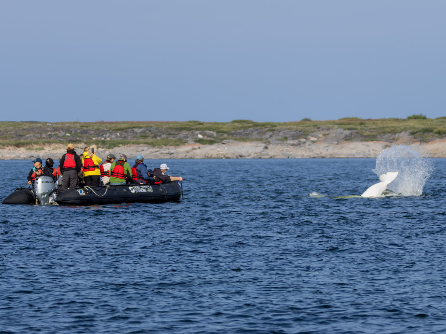 A beluga shows off for a zodiac