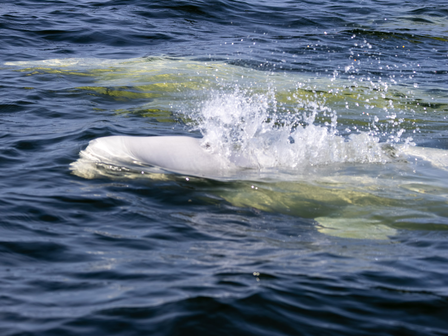 Belugas surface near a zodiac