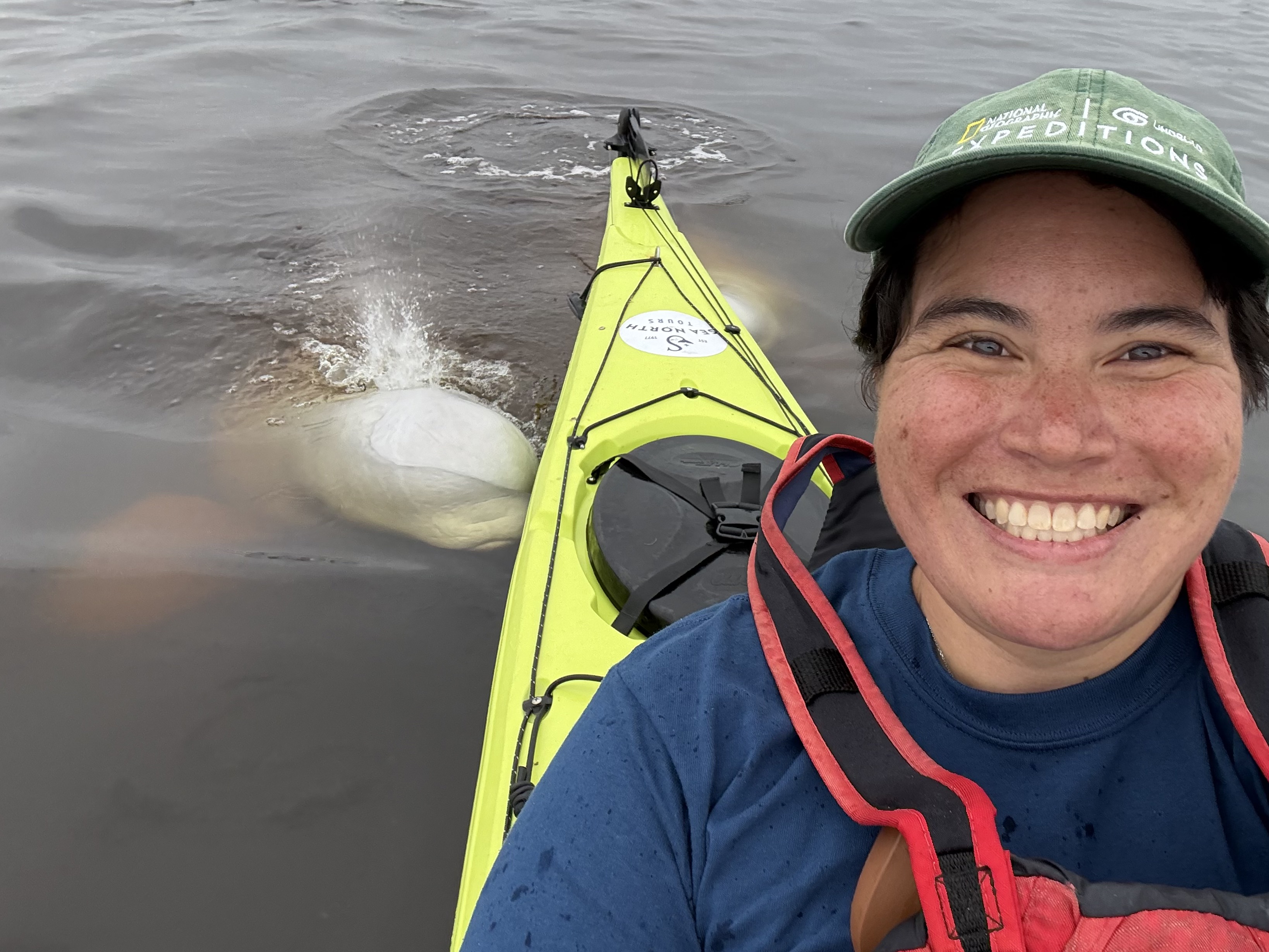 Kayaking with belugas is a delight!
