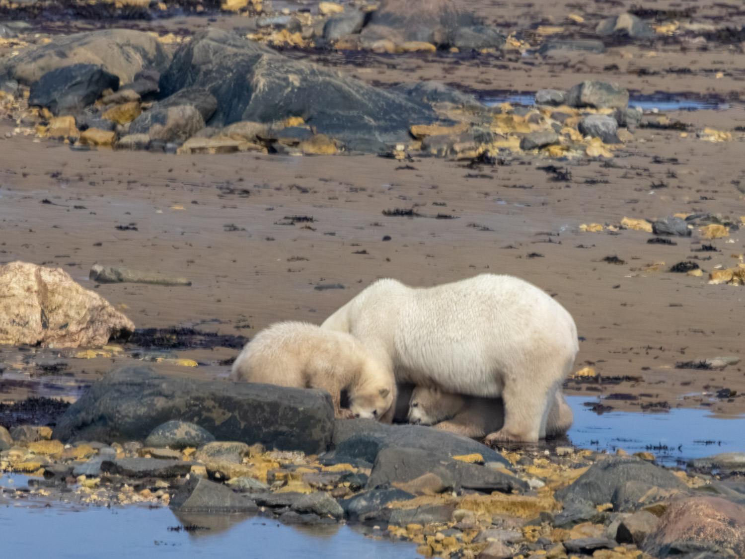 Mama polar bear and two cubs seen from the bus near the airport