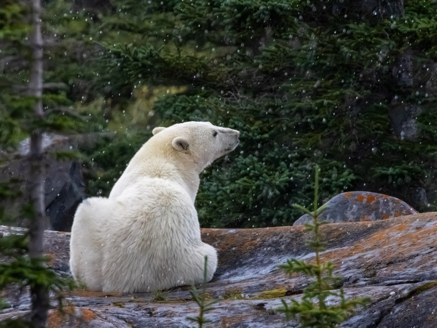 A thoughtful polar bear in the rain