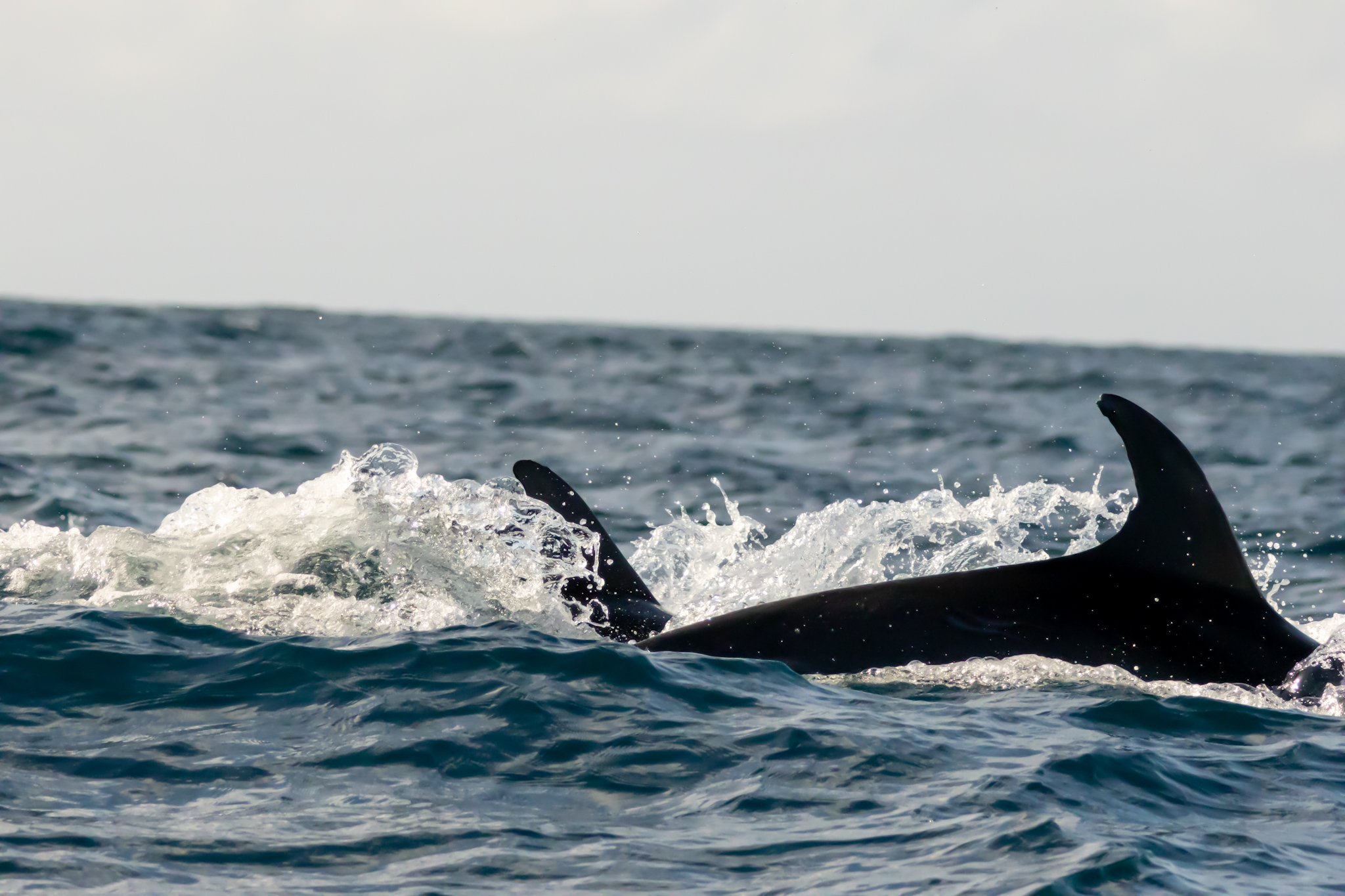 Dolphins seen on a whale watching trip from Horta, Faial