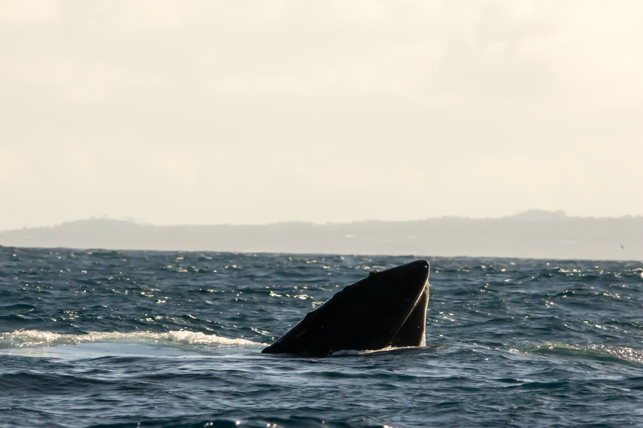 A humpback whale “trap feeding”, seen on a whale watching trip from Horta, Faial