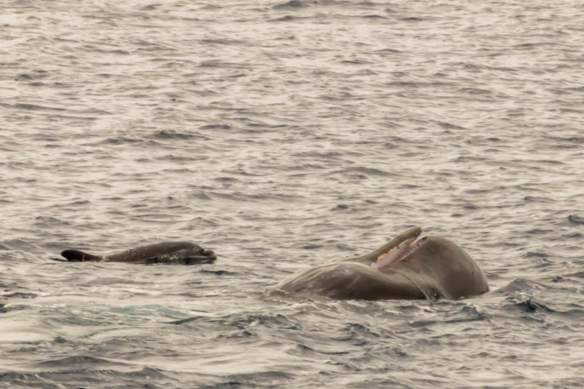 A sperm whale rolls over and shows its smile as it interacts with a passing pod of bottlenose dolphins