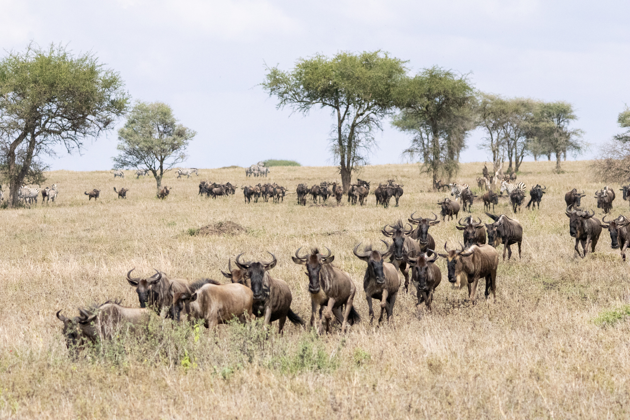 Part of the Great Migration, Serengeti