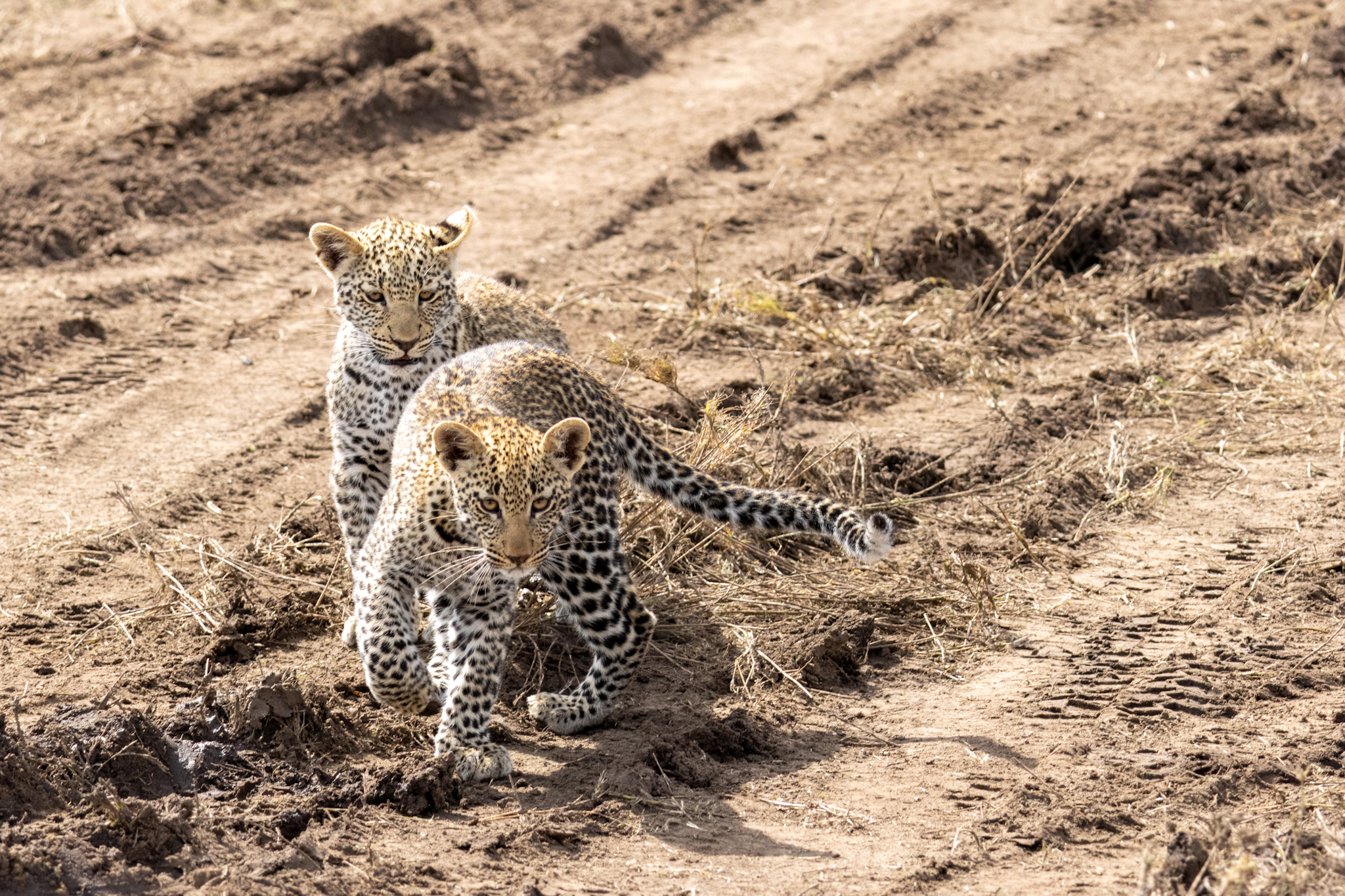Two leopard cubs in the Serengeti