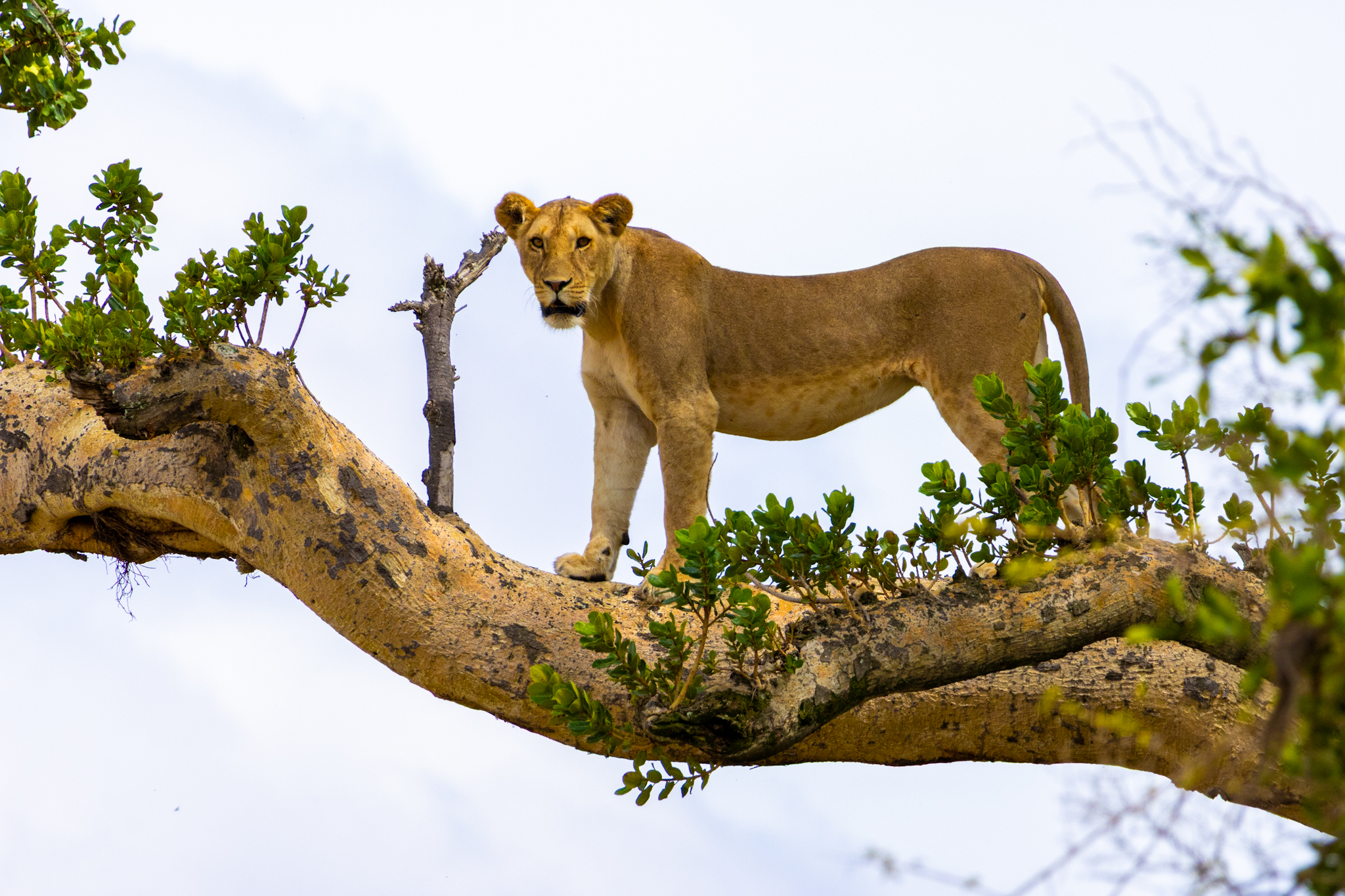 Tree-climbing lioness