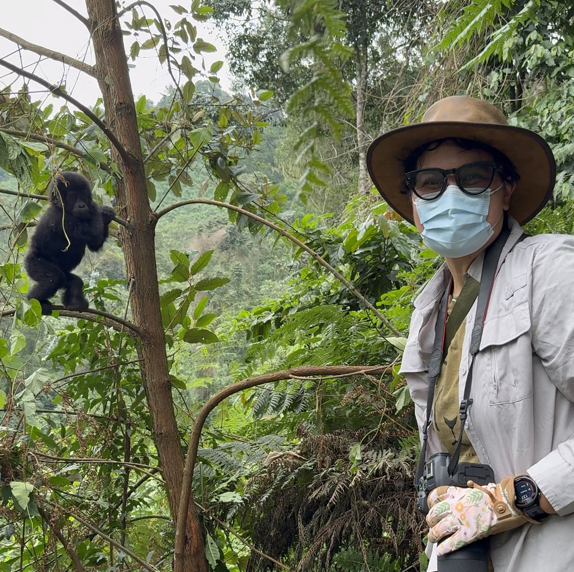 Regan with a young gorilla in a tree, Uganda