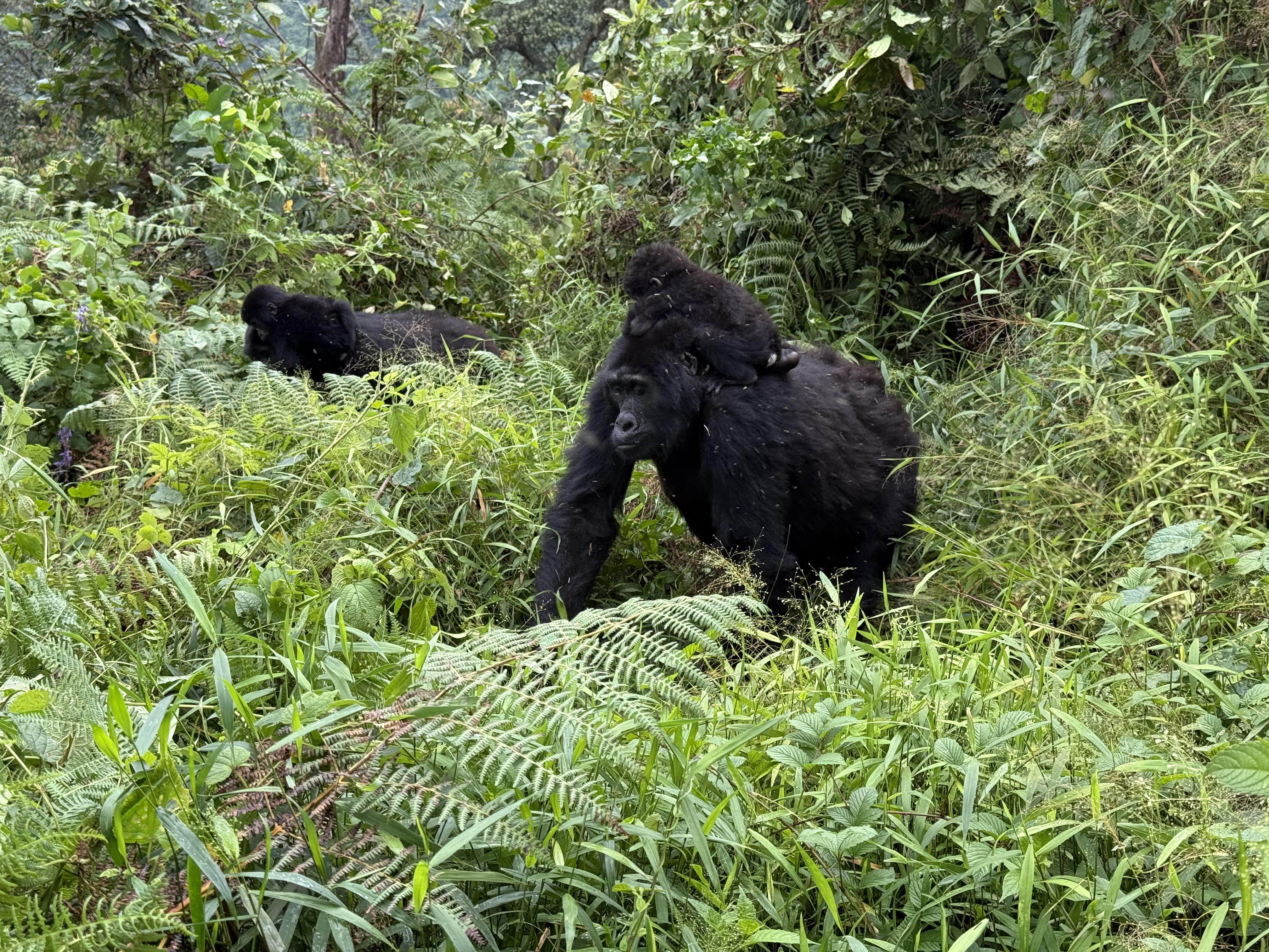 Mom and young gorilla, Rwanda