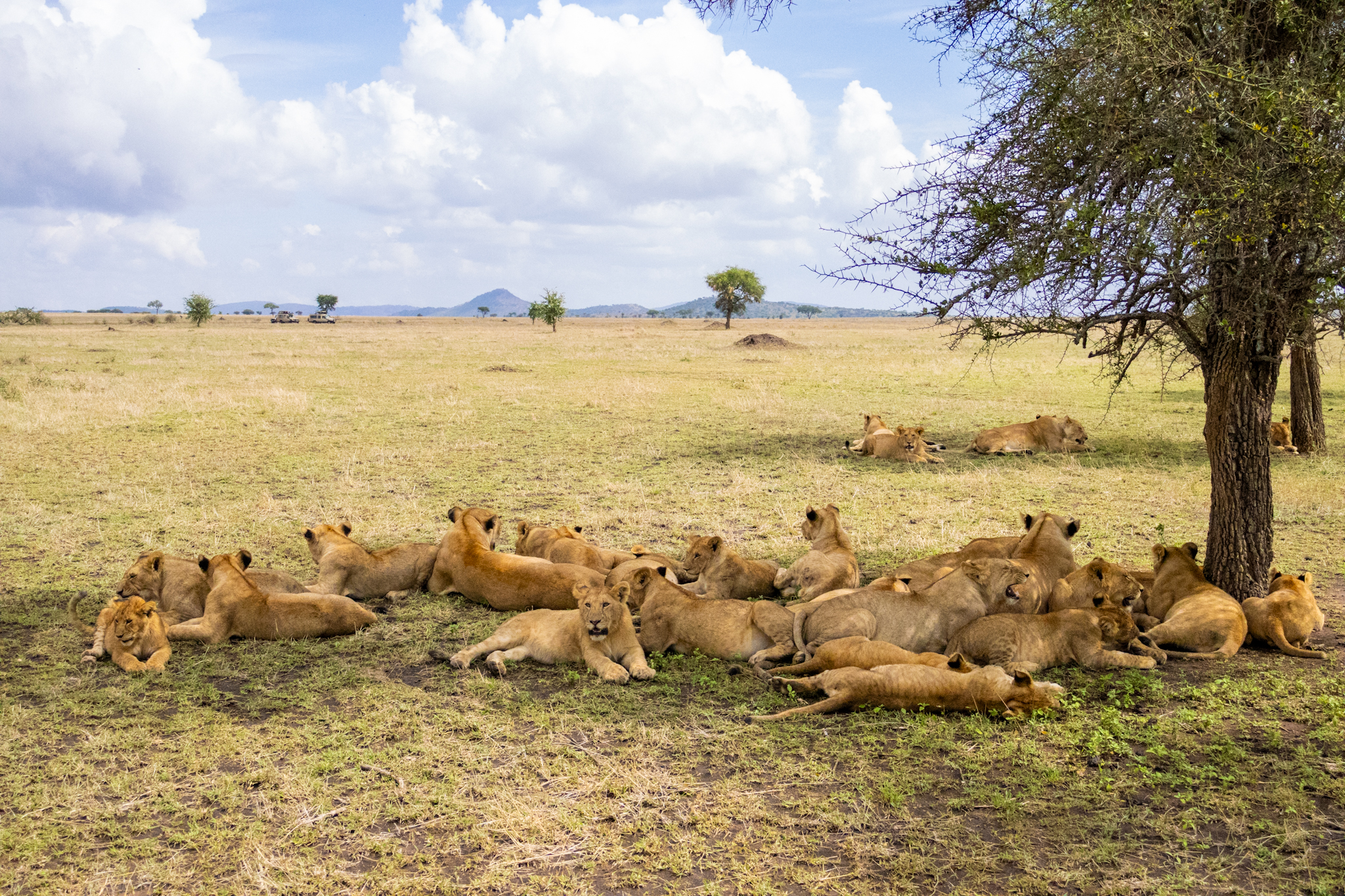 A massive lion pride in Seronera, Serengeti