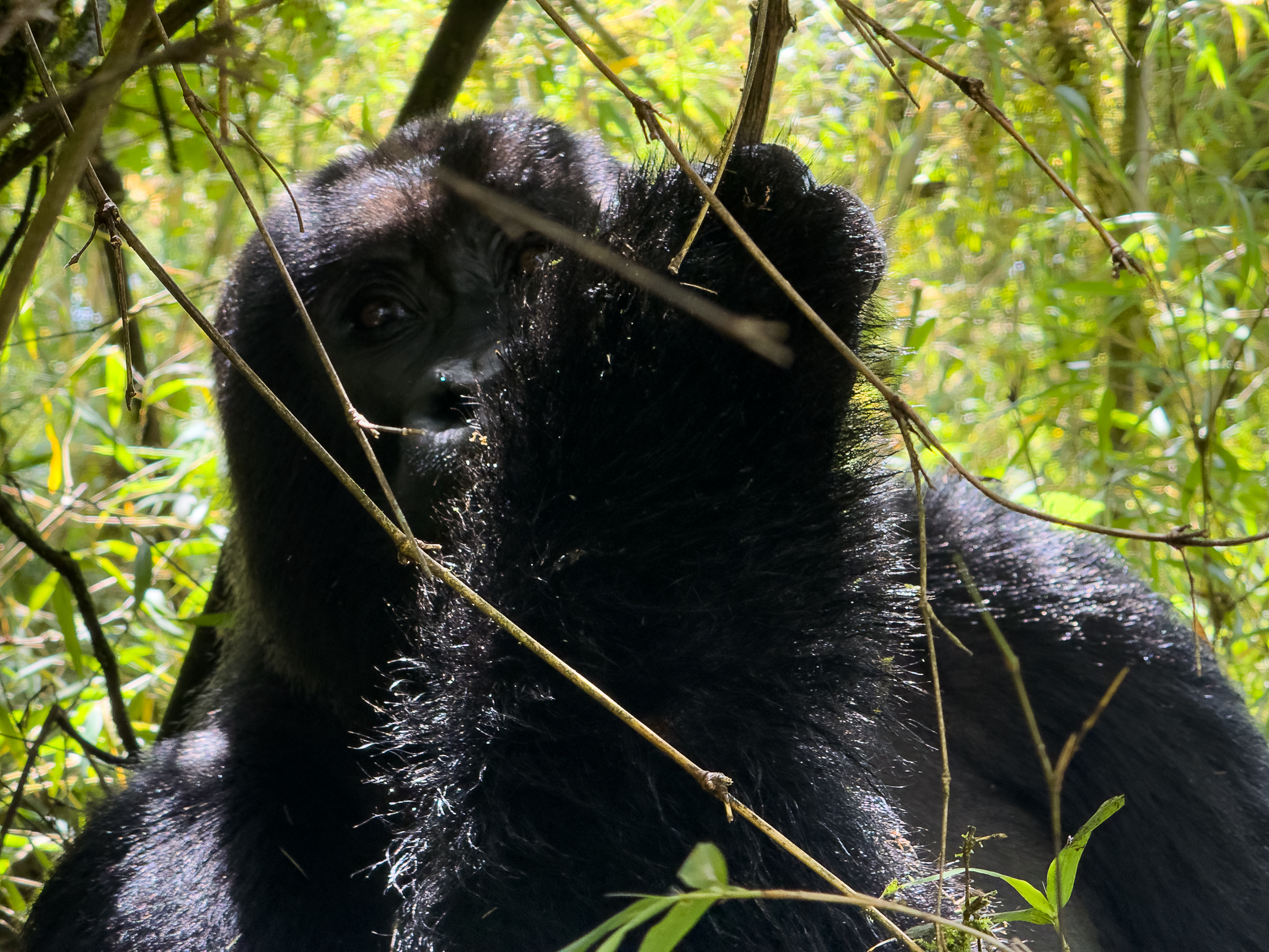 A black-backed gorilla enjoying a meal, Rwanda