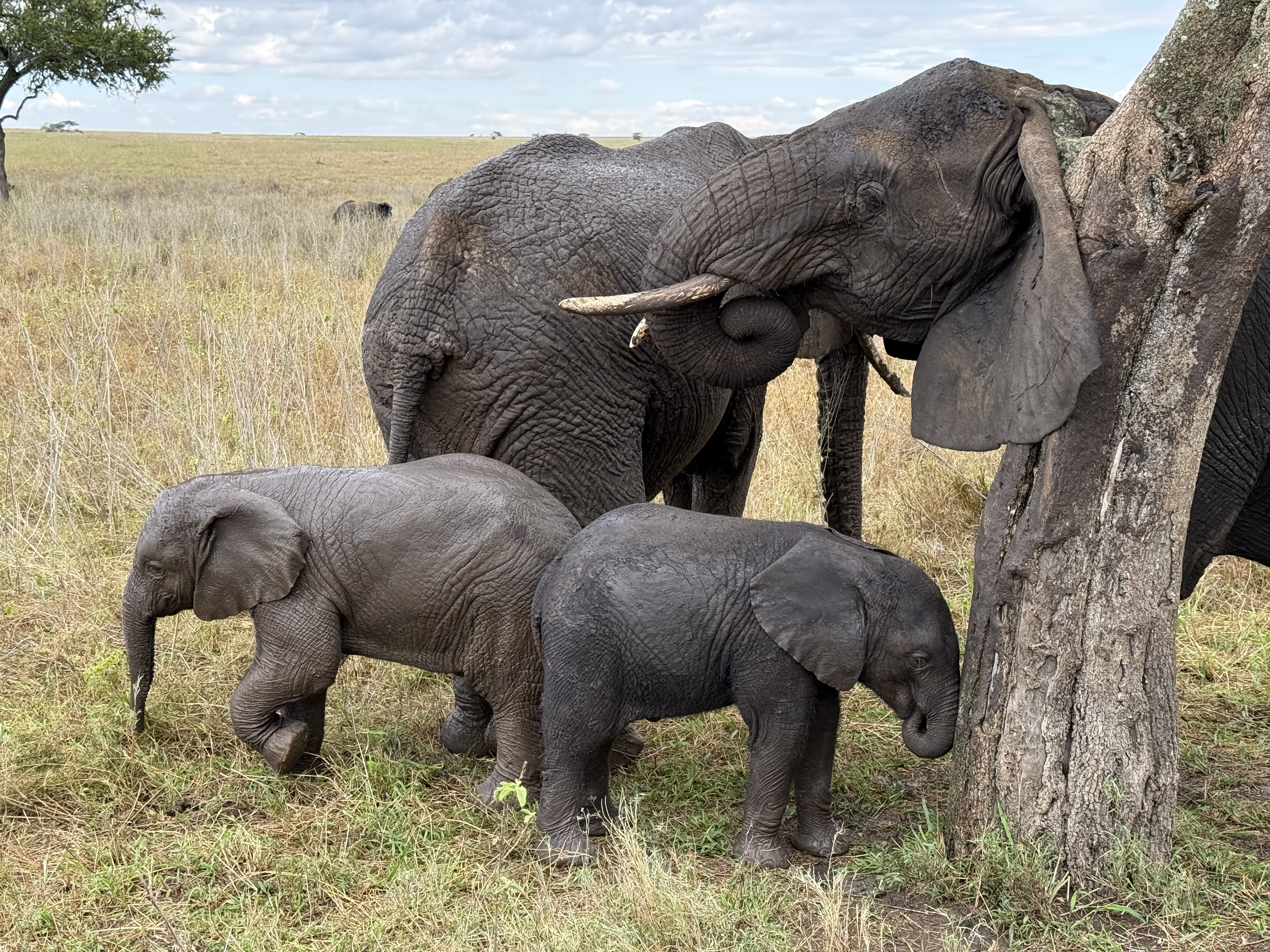 Baby and grown elephants