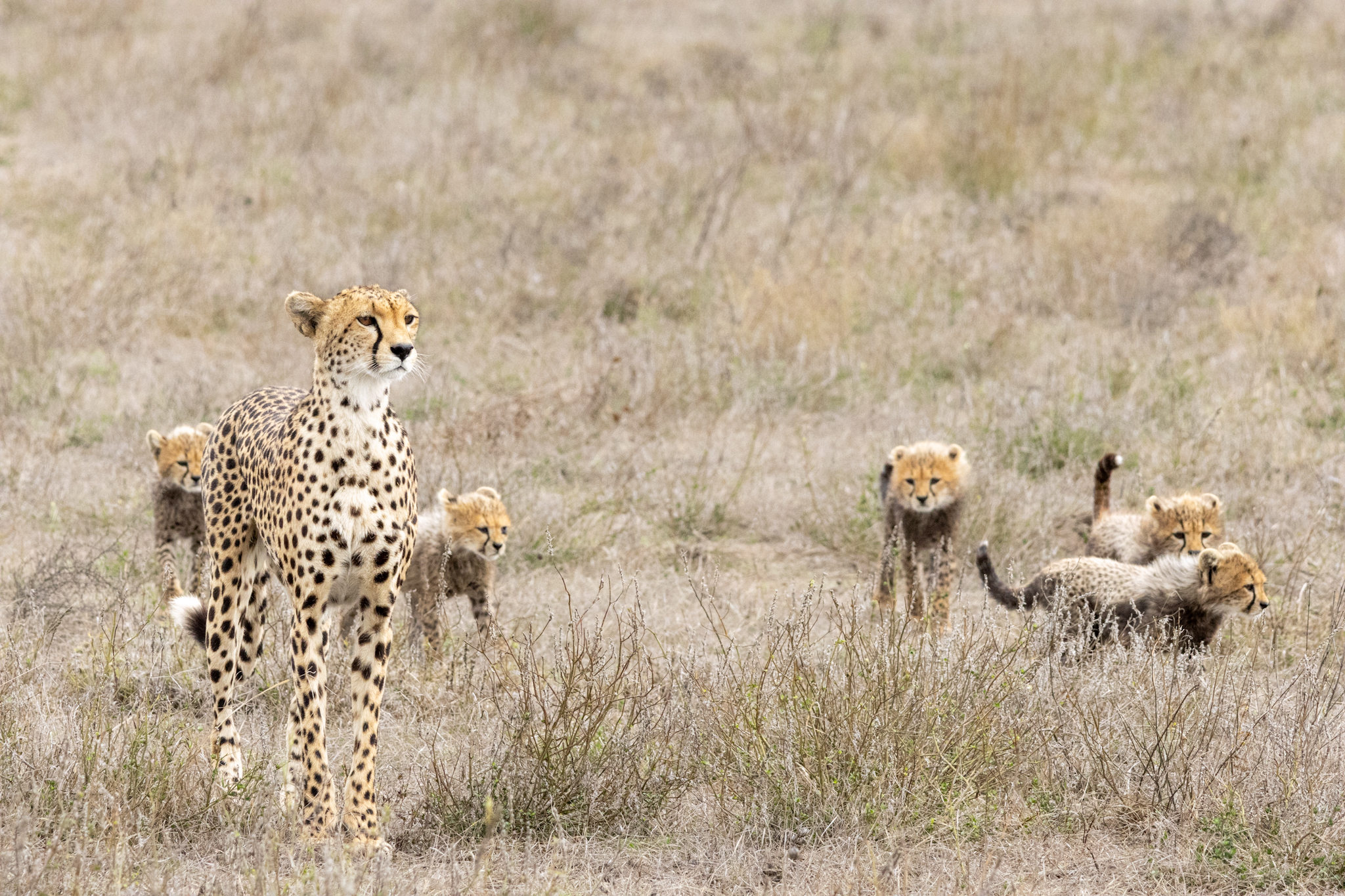 Quince, the cheetah mom with five cubs in Ndutu