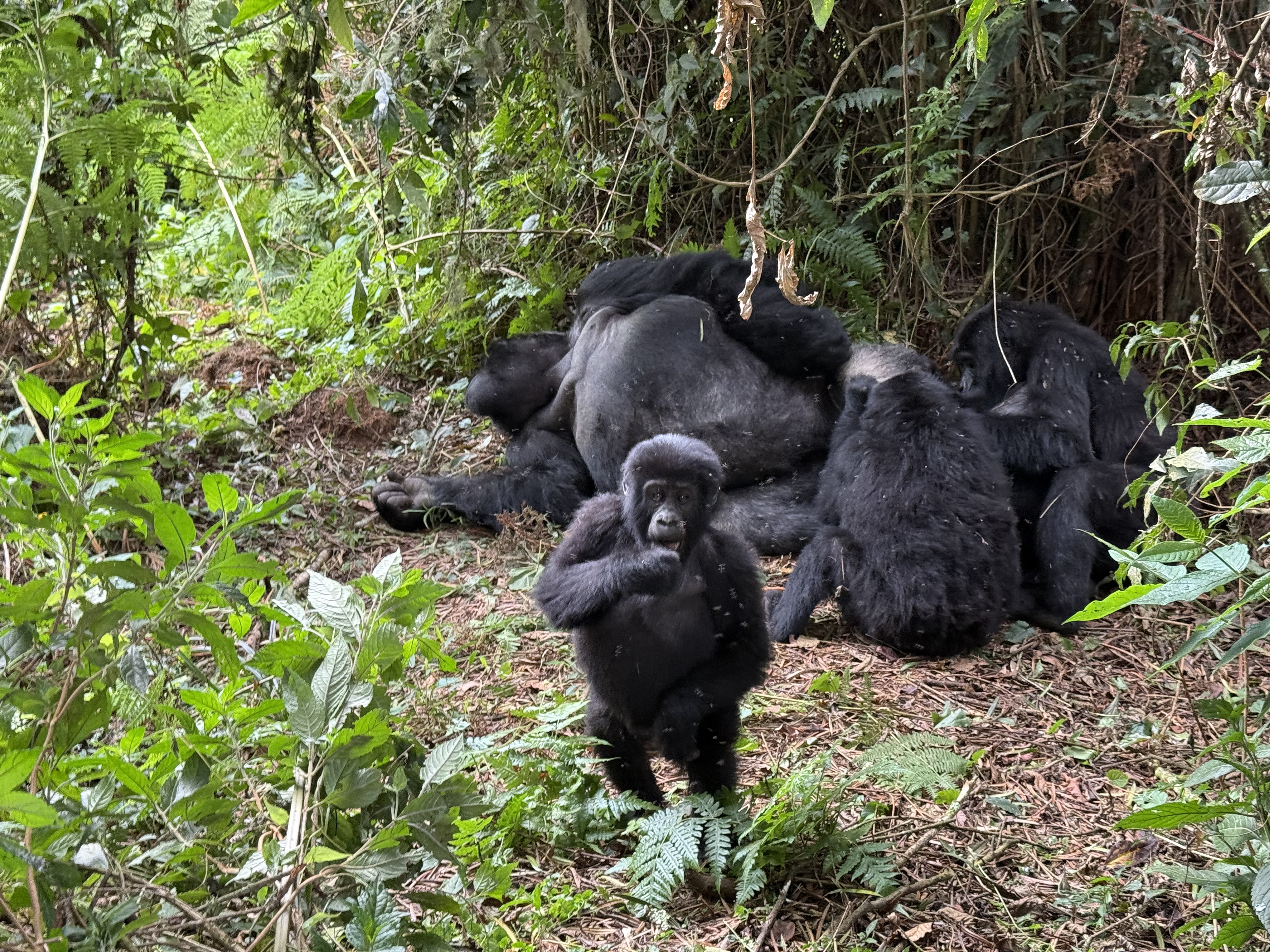 A curious young gorilla on our habituation trek, Uganda