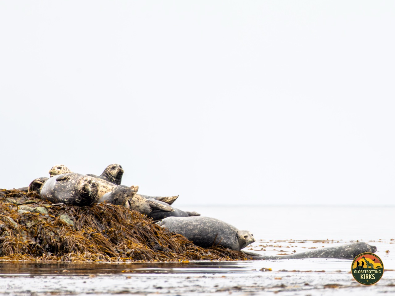 Harbor seals hanging