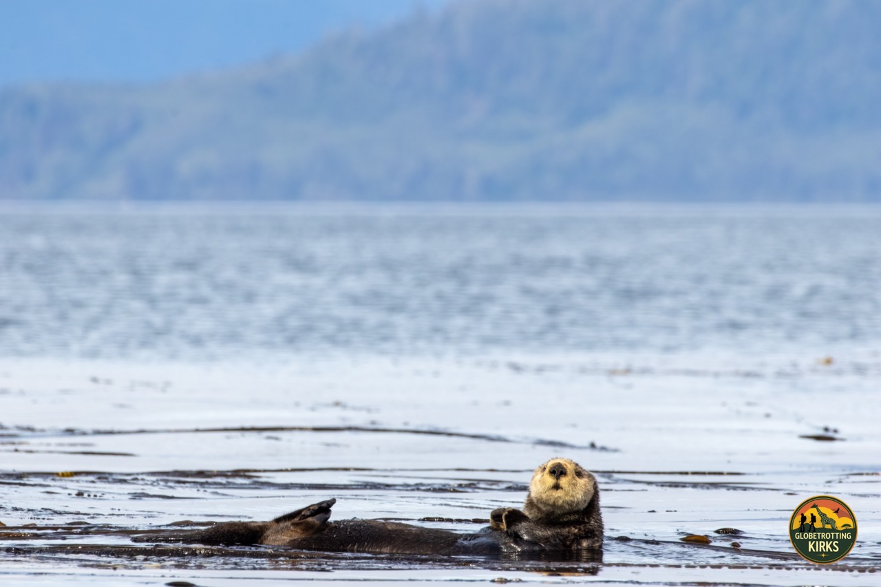 A sea otter bobs by