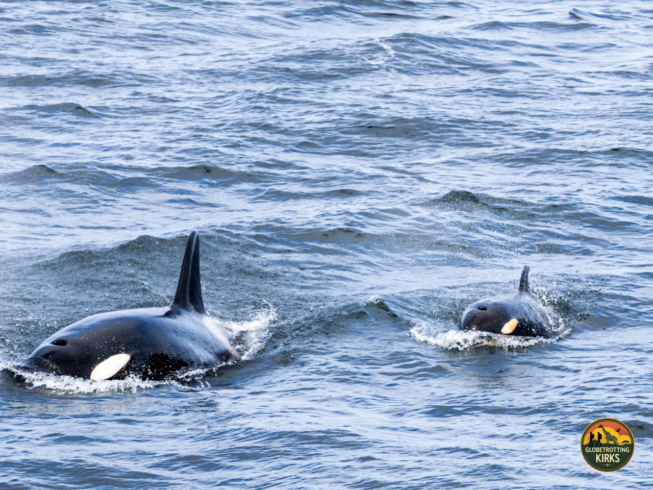 Mom and calf orcas