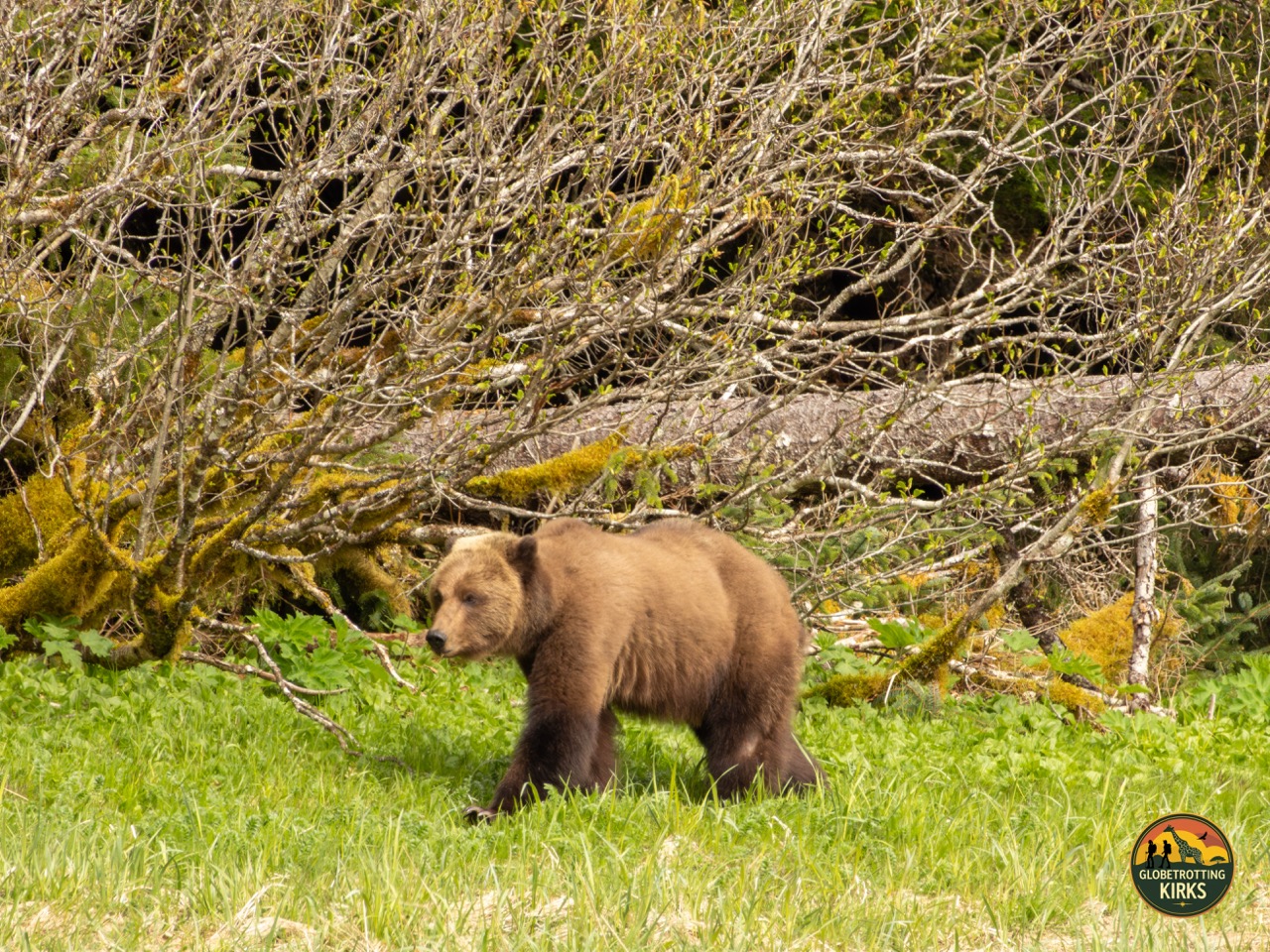 Brown bear seen during our bush walk