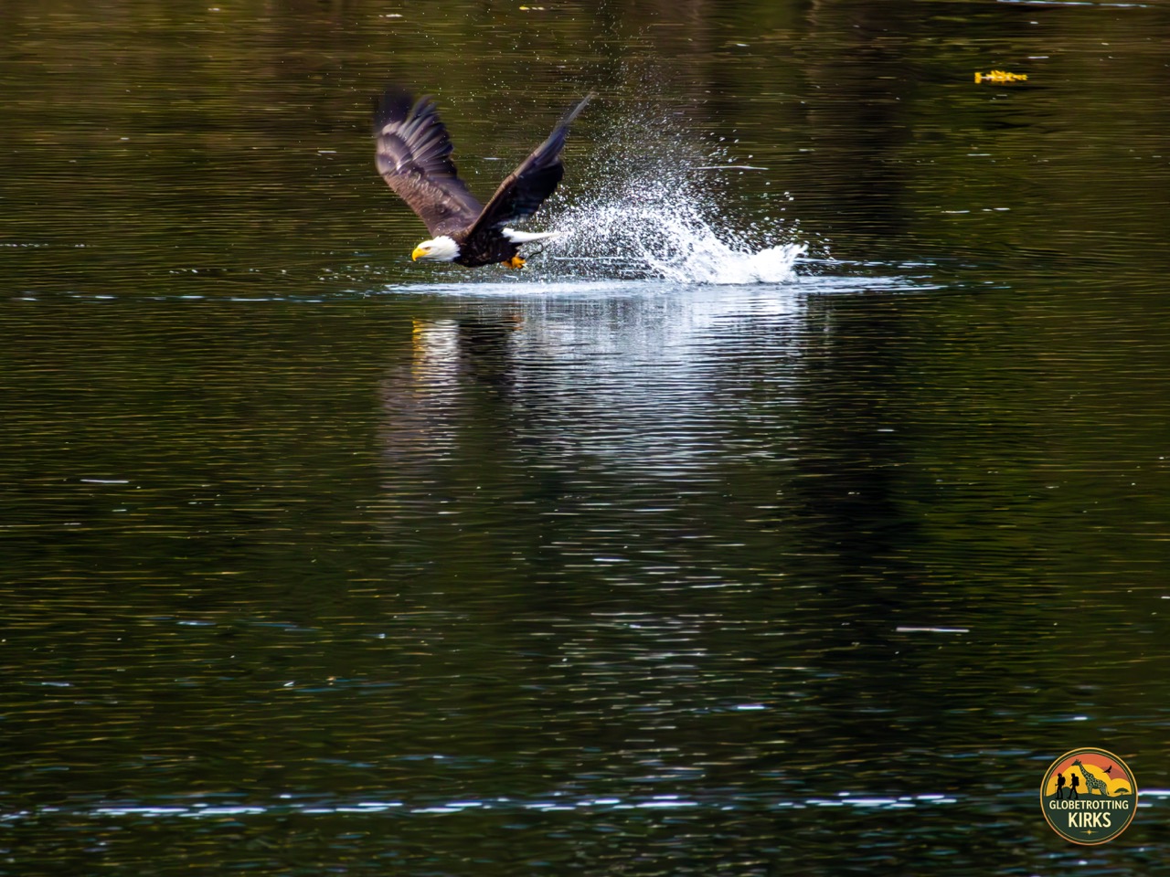 An eagle catches a fish